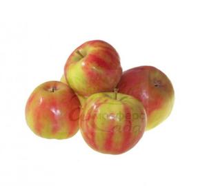 Яблоня Карнавал 